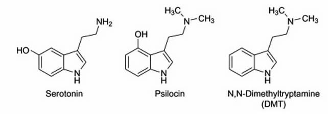 Chemical relations between Serotonin, Psilocin, and DMT
